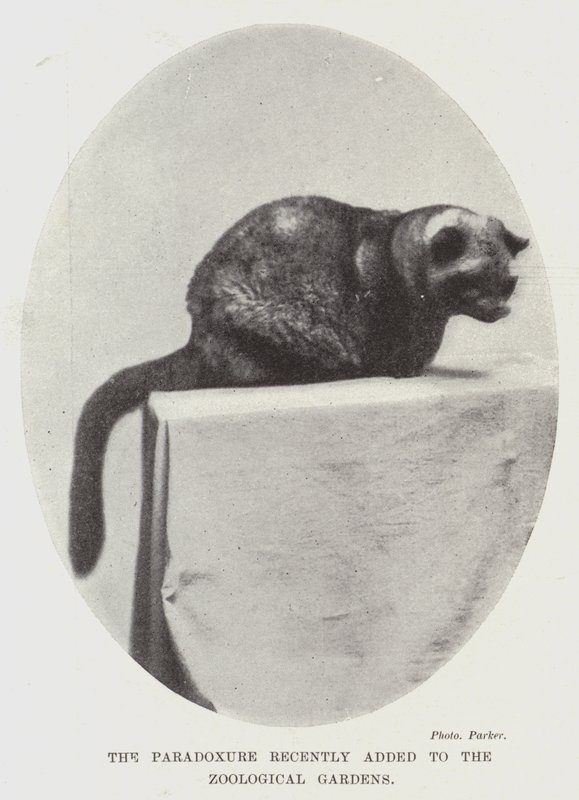 The Paradoxure recently added to the Zoological Gardens by English Photographer