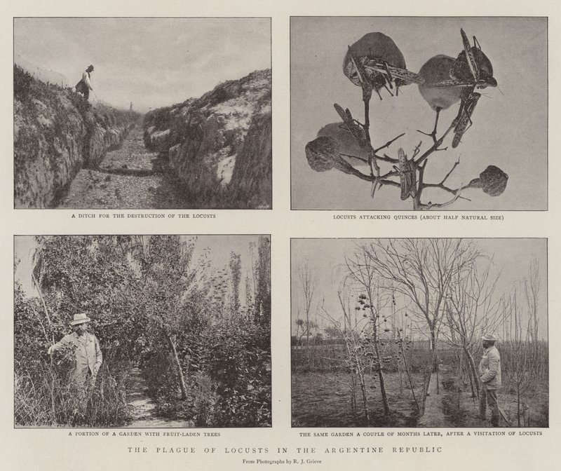 The Plague of Locusts in the Argentine Republic by English Photographer