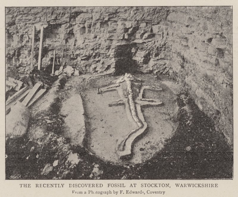 The Recently Discovered Fossil at Stockton, Warwickshire by English Photographer