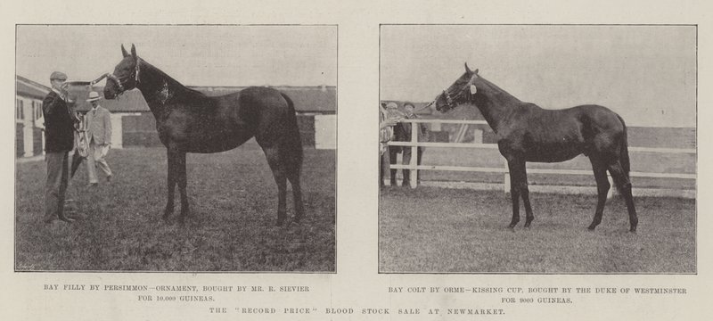 The Record Price Blood Stock Sale at Newmarket by English Photographer