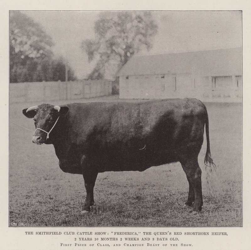 The Smithfield Club Cattle Show, Frederica, the Queen