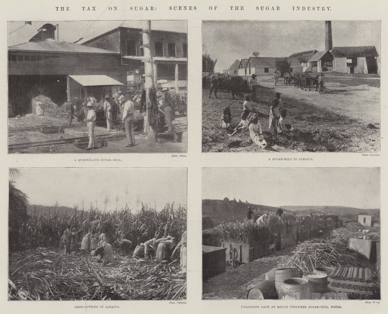 The Tax on Sugar, Scenes of the Sugar Industry by English Photographer