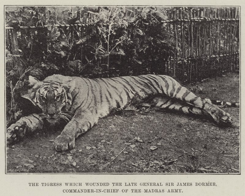 The Tigress which wounded the late General Sir James Dormer, Commander-in-Chief of the Madras Army by English Photographer