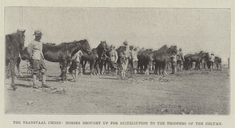 The Transvaal Crisis, Horses brought up for Distribution to the Troopers of the Column by English Photographer