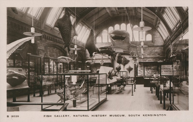 The Victoria and Albert Museum, South Kensington, London, fish gallery by English Photographer