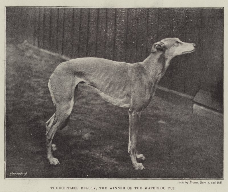 Thoughtless Beauty, the Winner of the Waterloo Cup by English Photographer