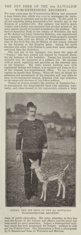 Tommy, the Pet Deer of the 4th Battalion Worcestershire Regiment by English Photographer