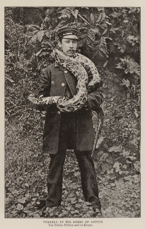 Tyrrell in his Robes of Office by English Photographer