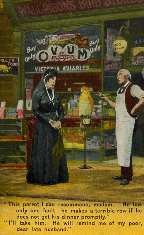 Widow buying a parrot from a pet shop by English Photographer