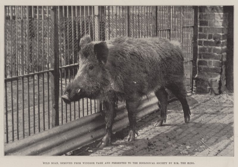 Wild Boar, removed from Windsor Park and presented to the Zoological Society by HM the King by English Photographer