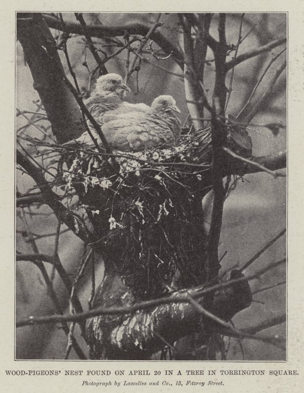 Wood-Pigeons