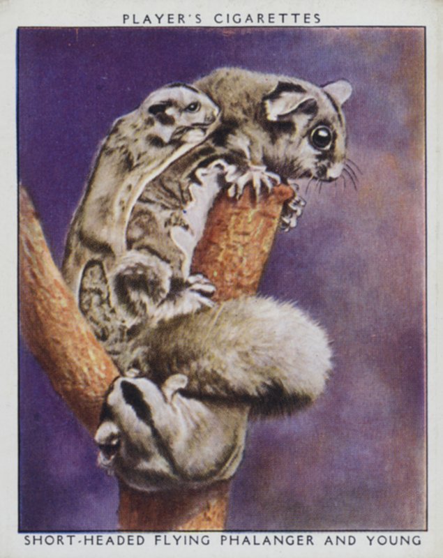 Zoo Babies: Short-Headed Flying Phalanger and Young by English Photographer