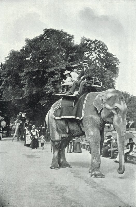 Zoological Gardens, Children Riding on the Elephants by English Photographer