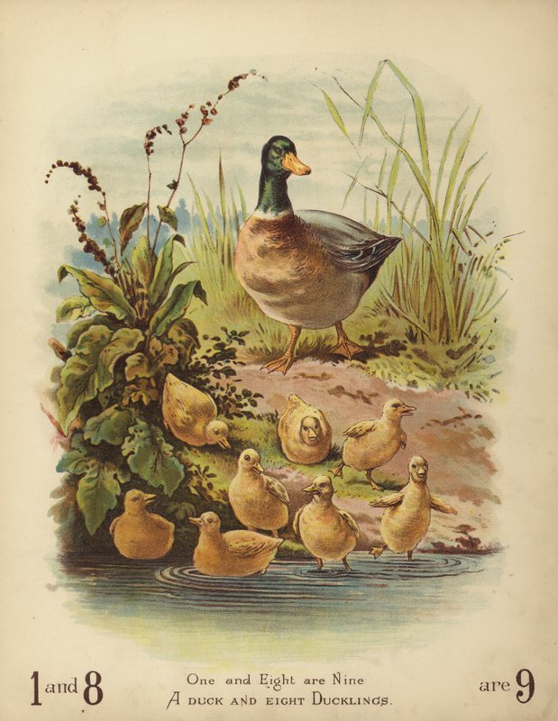 A Duck and Eight Ducklings by English School