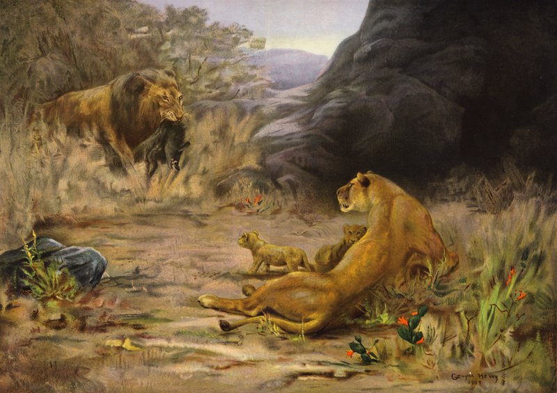 A Welcome Return - Lion Returning with Food for Its Cubs by English School