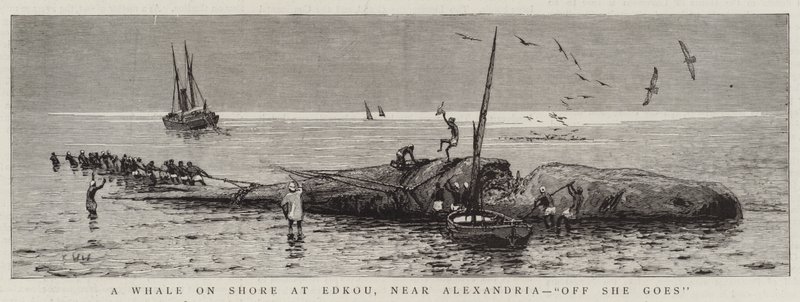 A Whale on Shore at Edkou, near Alexandria, "Off She goes" by English School