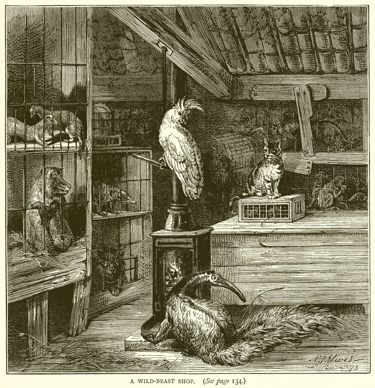 A Wild-Beast Shop by English School