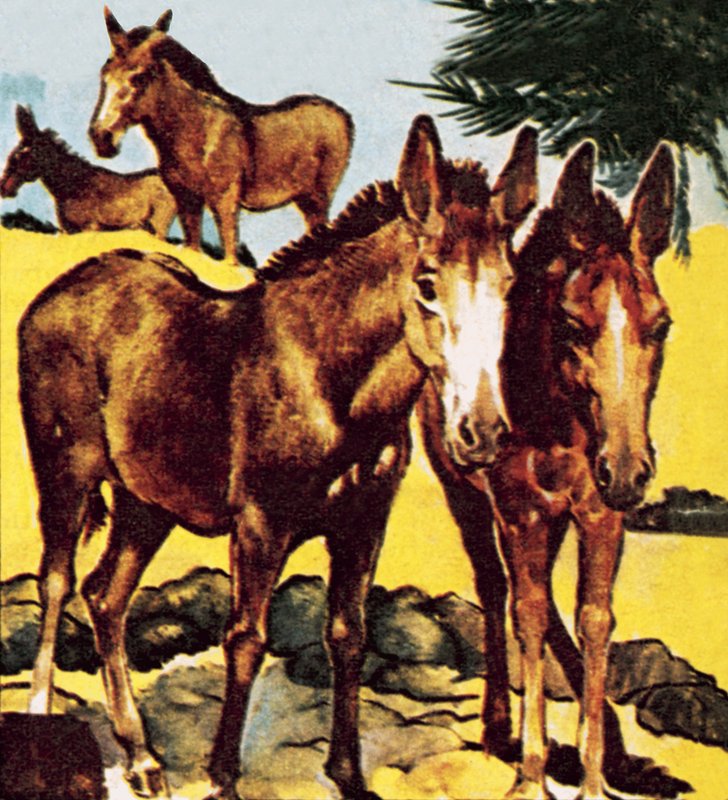 A Pace or Herd of Asses by English School
