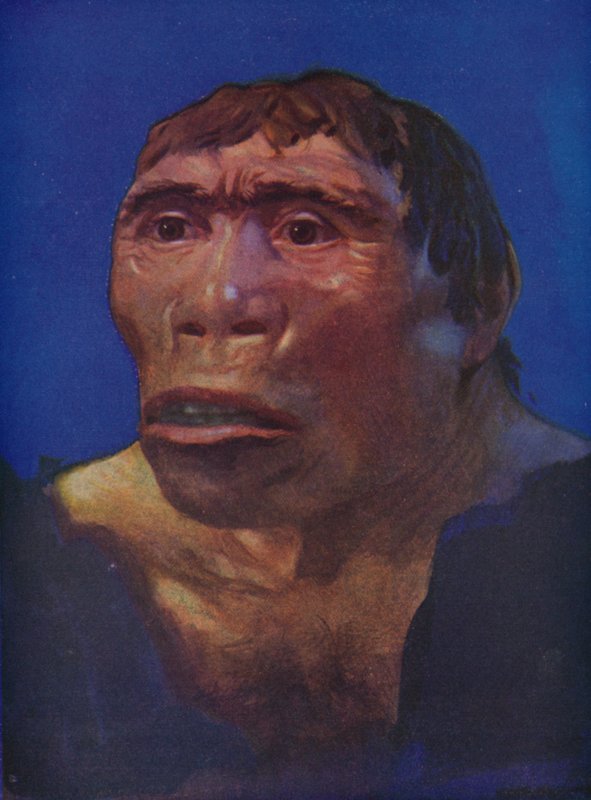 A reconstruction of the Java Man by English School