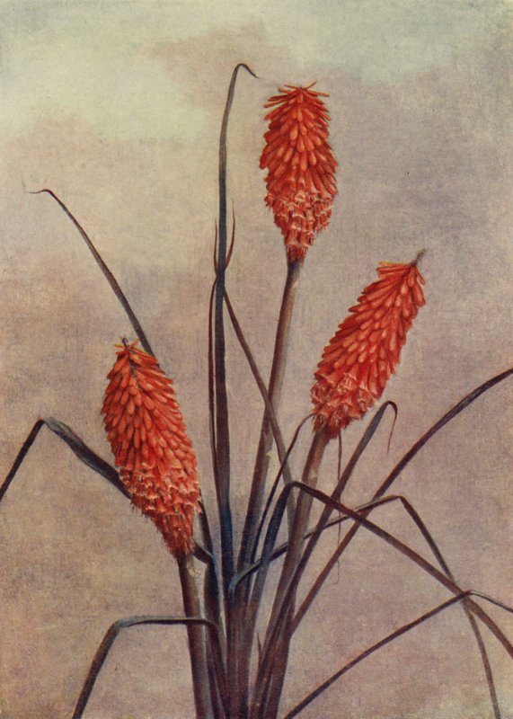 A Splendid Torch Flower, Kniphofia Corallina Superba by English School
