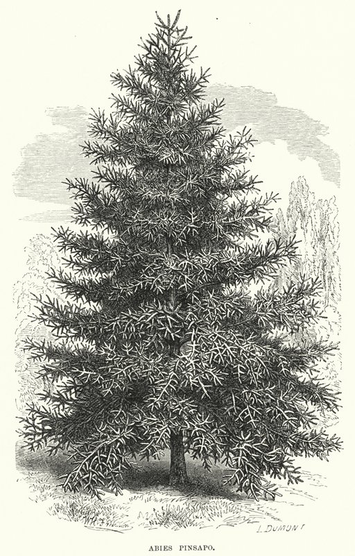 Abies Pinsapo by English School