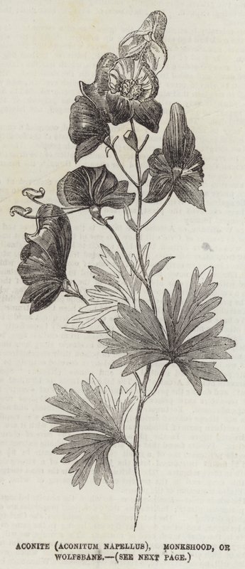 Aconite (Aconitum Napellus), Monkshood, or Wolfsbane by English School