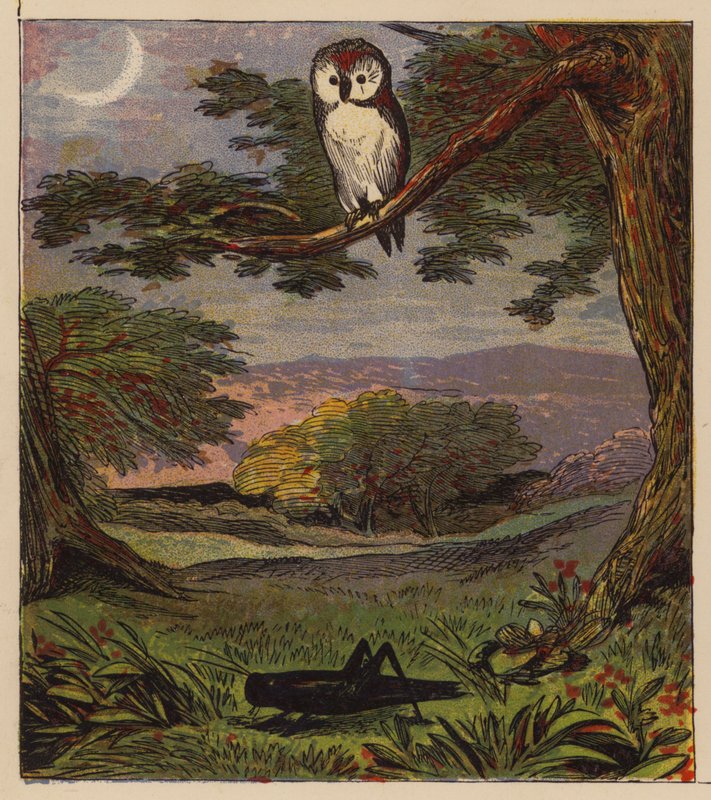 Aesop’s Fables: The Owl and the Grasshopper by English School