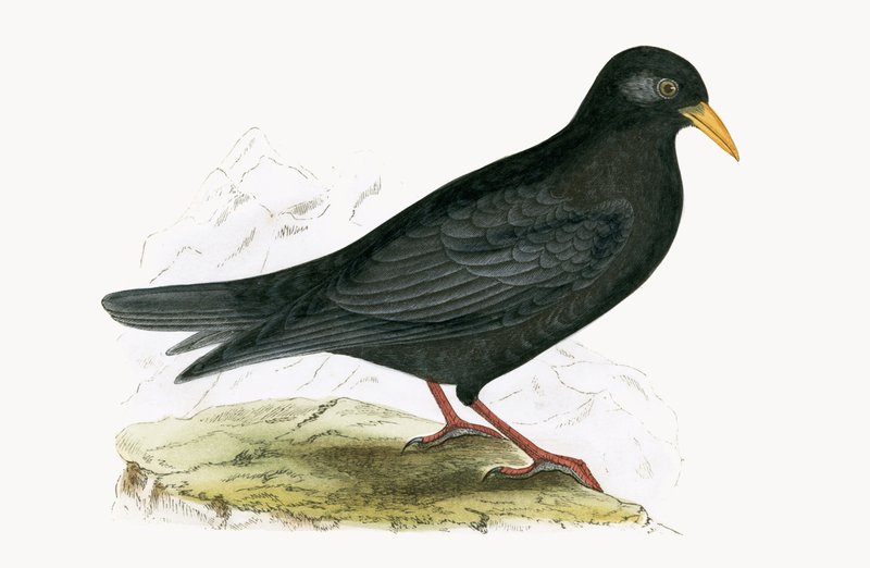 Alpine Chough, illustration from 