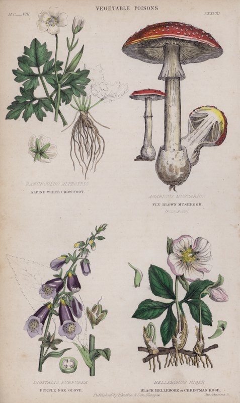 Alpine White Crow-Foot; Fly Brown Mushroom; Purple Fox Glove; Black Hellebore or Christmas Rose by English School