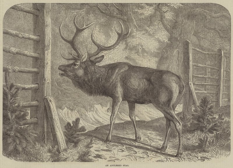 An Antlered Stag by English School