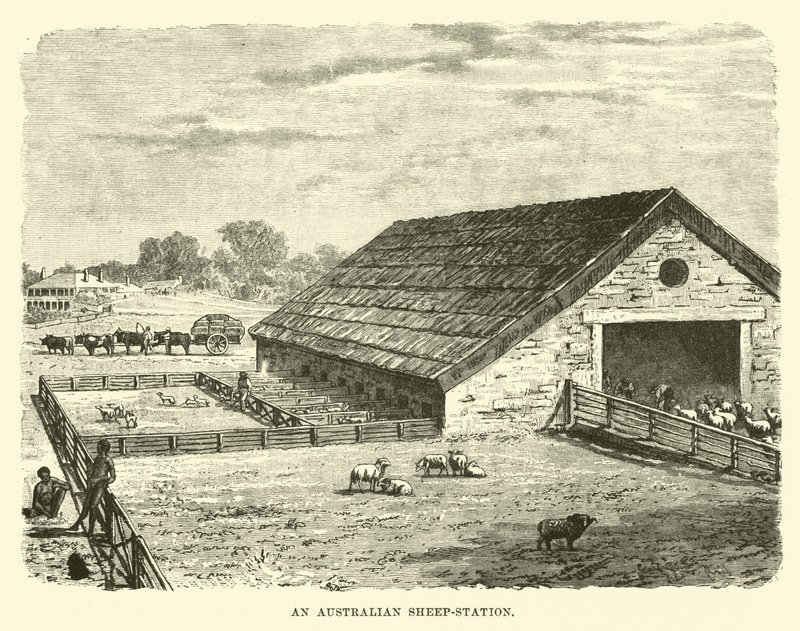 An Australian Sheep-Station by English School