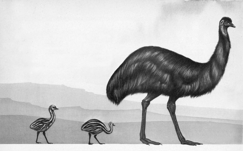 An emu with her chicks by English School