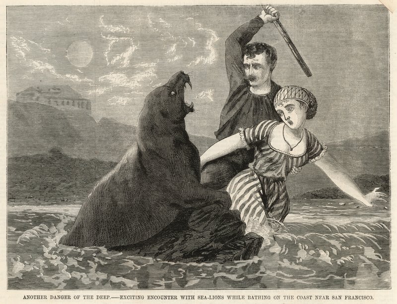 An exciting encounter with sea-lions while bathing on the coast near San Francisco by English School