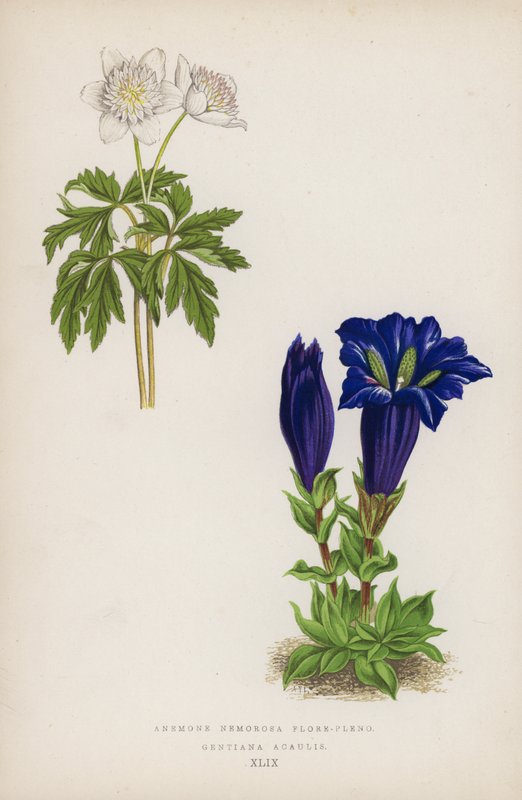 Anemone Nemorosa Flore-pleno; Gentiana Acaulis by English School