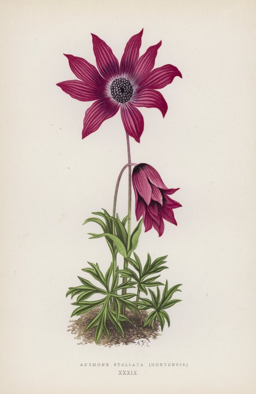 Anemone Stellata, Hortensis by English School
