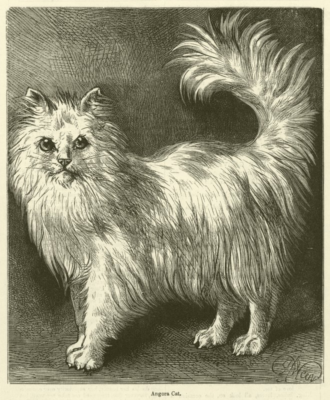 Angora Cat by English School