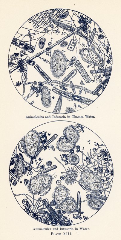 Animalcules and Infusoria in Water by English School