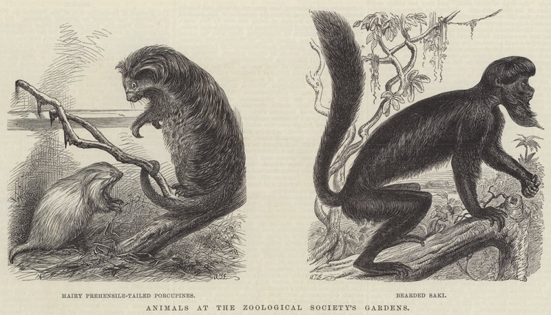 Animals at the Zoological Society