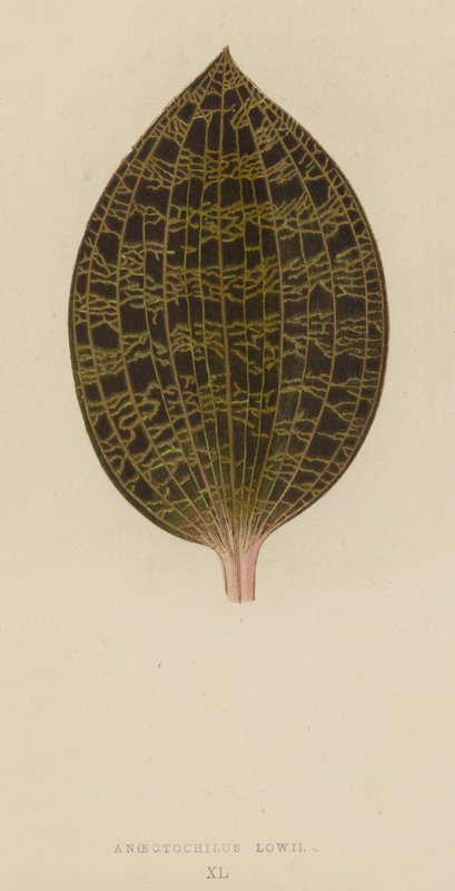 Anoectochilus Lowii by English School