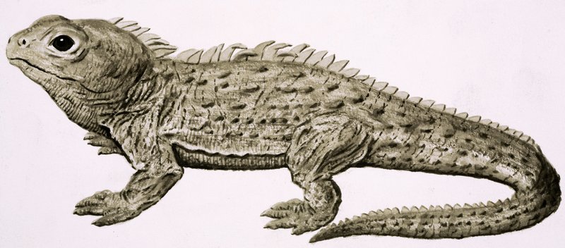 At Home in the Wilds: Land of Living Fossils by English School