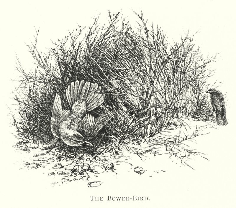 Australia: The Bower-Bird by English School