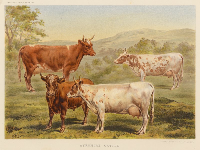 Ayrshire Cattle by English School