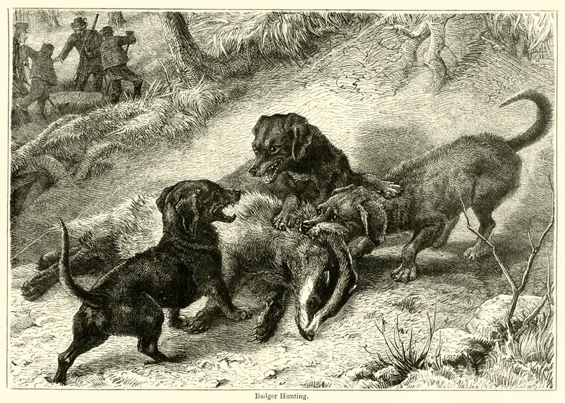 Badger Hunting by English School
