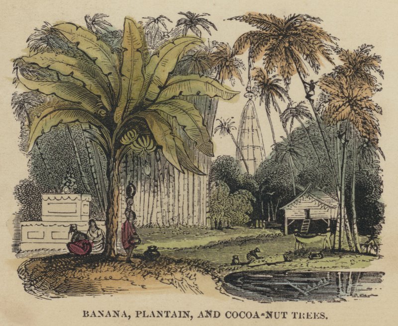 Banana, Plantain, and Cocoa-Nut Trees by English School