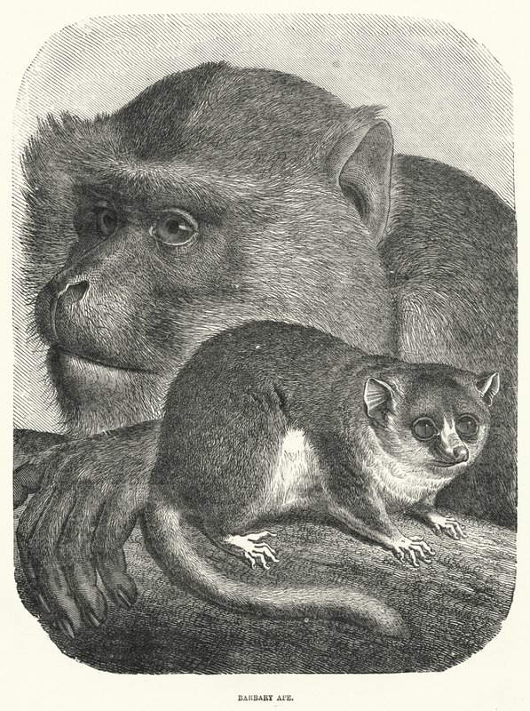Barbary Ape by English School