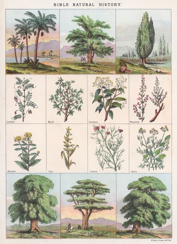 Bible Natural History by English School