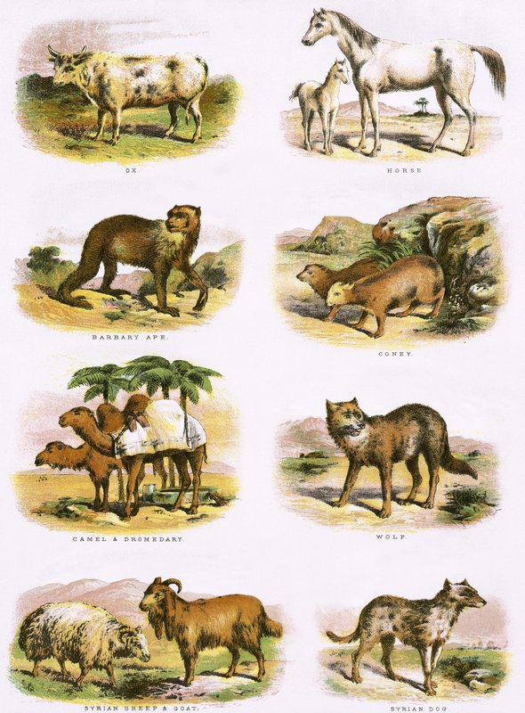 Biblical Natural History by English School