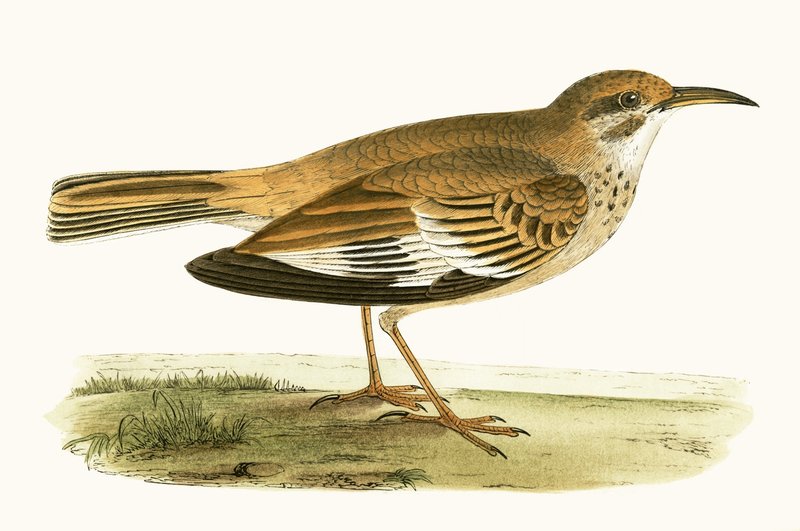 Bifasciated Lark, illustration from 
