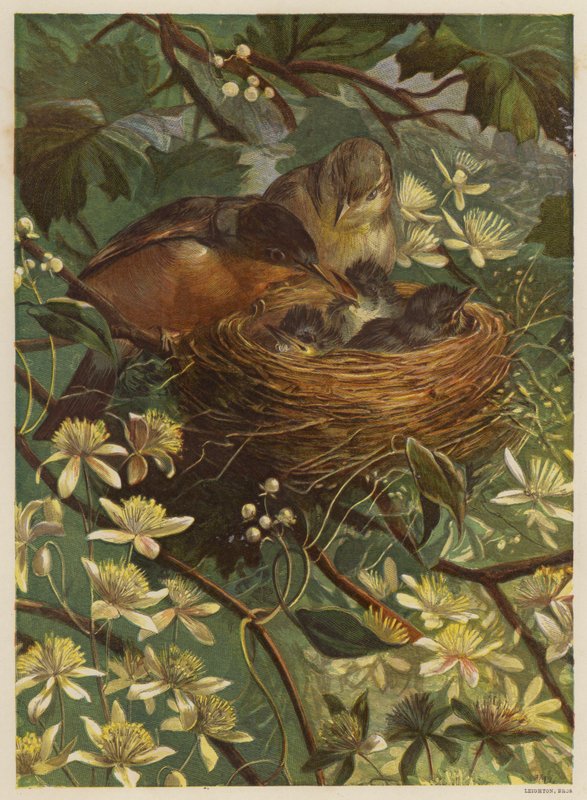 Birds Feeding Their Young in a Nest by English School