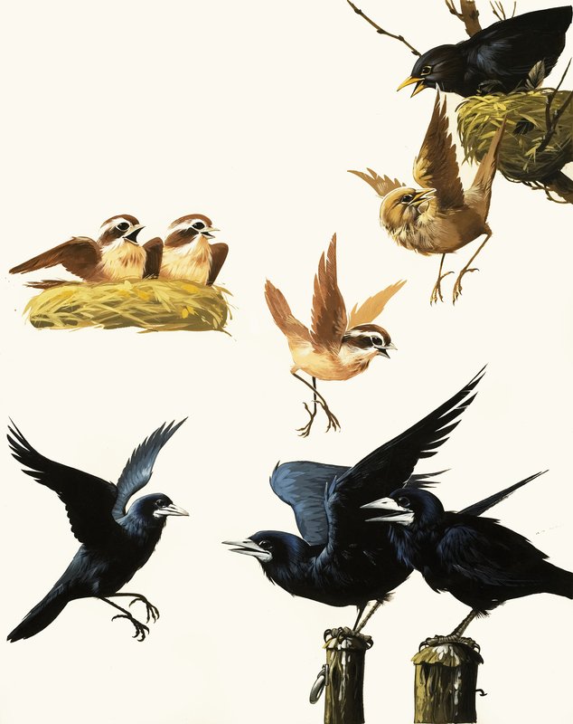 Birds montage by English School